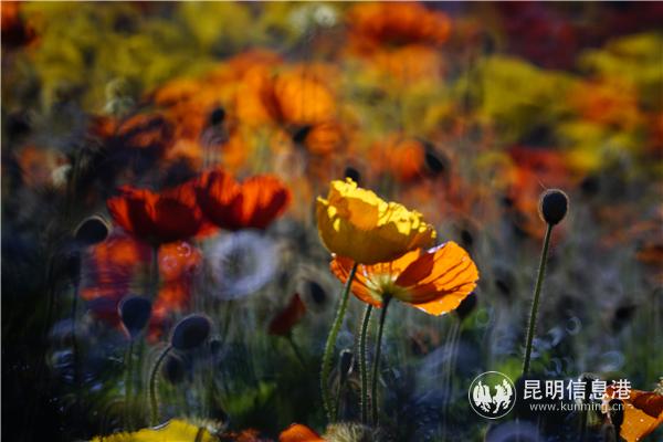 mmexport1582710688045