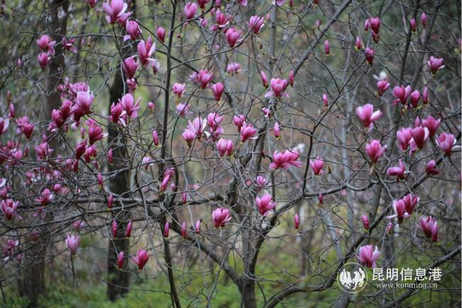 mmexport1582735985199