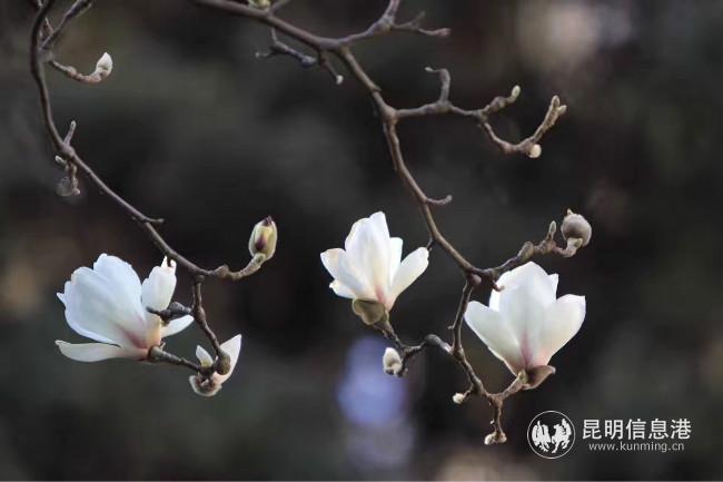 mmexport1582794944073