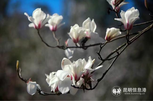 mmexport1582794948922