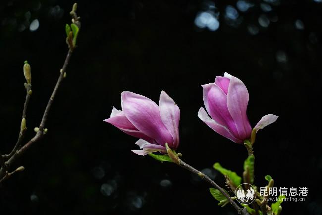 mmexport1582762889119