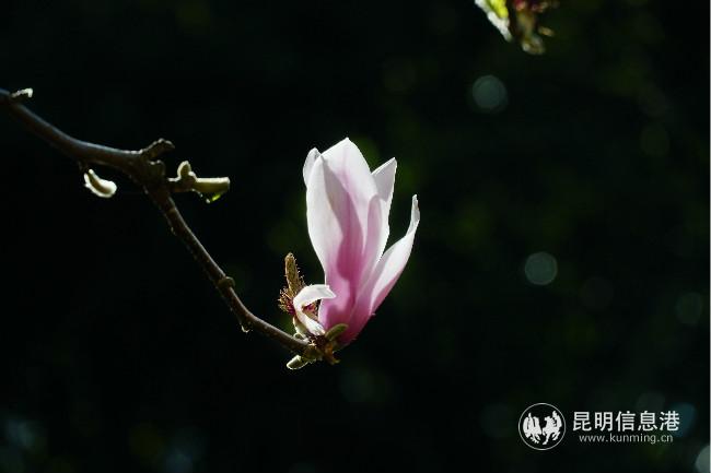 mmexport1582762920984