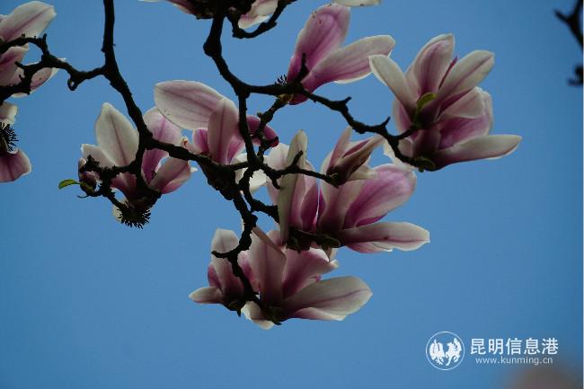 mmexport1582762934980