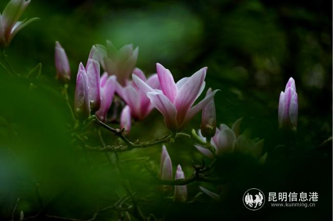 mmexport1582762943108