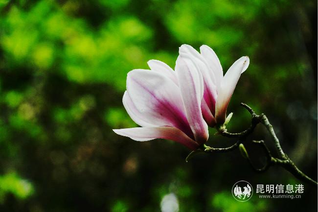 mmexport1582762953336