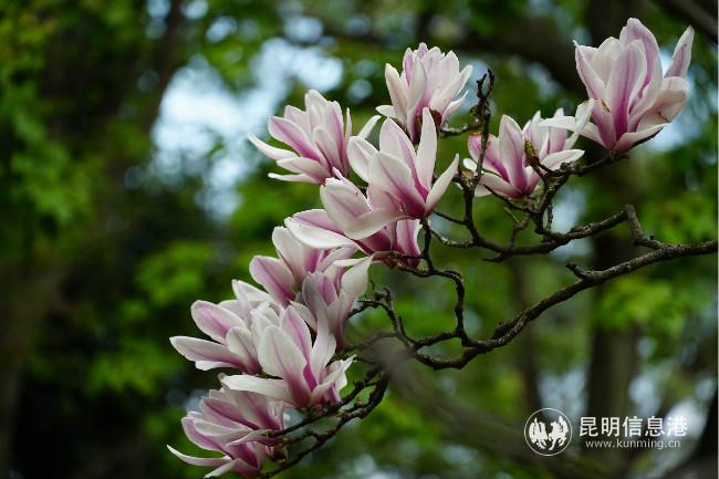 mmexport1582762970203