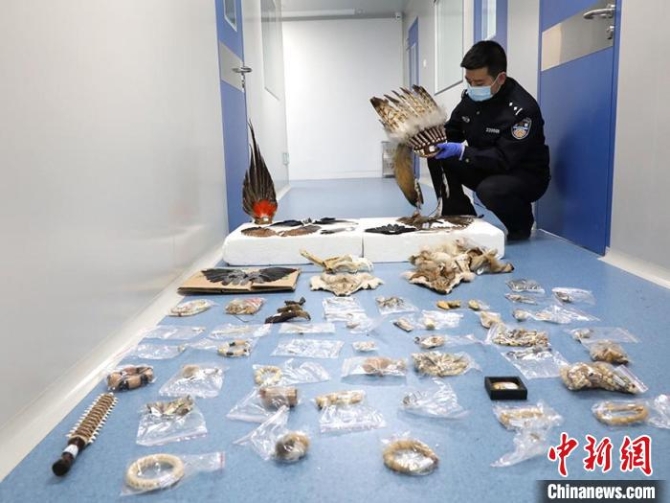 警方查獲的野生動(dòng)物制品 吉林省森林公安局供圖 攝 警方查獲的野生動(dòng)物制品 吉林省森林公安局供圖 攝