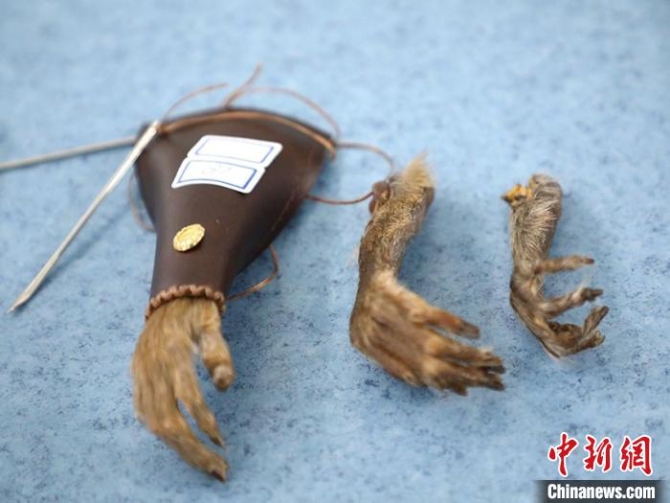 警方查獲的野生動(dòng)物制品 吉林省森林公安局供圖 攝 警方查獲的野生動(dòng)物制品 吉林省森林公安局供圖 攝