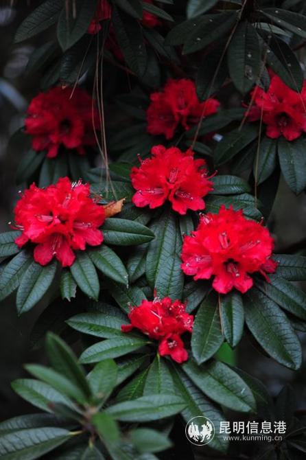 mmexport1582885542977