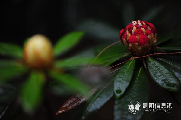 mmexport1582885584461