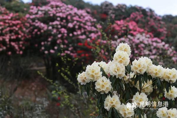 mmexport1582901284730