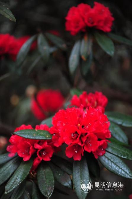 mmexport1582885619232