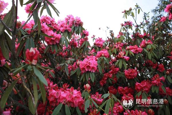 微信圖片_20200228185417