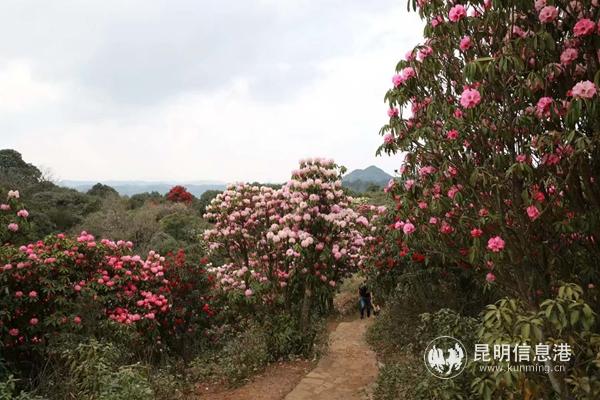 mmexport1582901290022