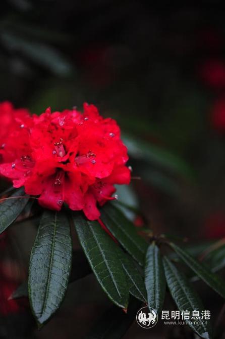 mmexport1582885596906