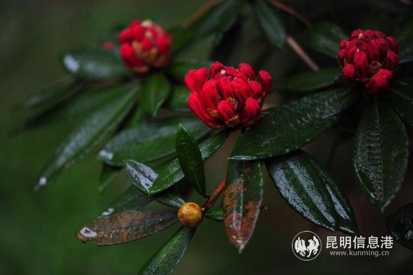 mmexport1582885591144