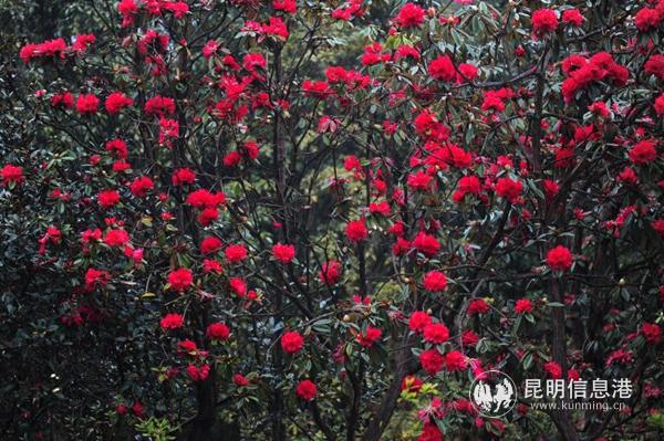 mmexport1582885528981