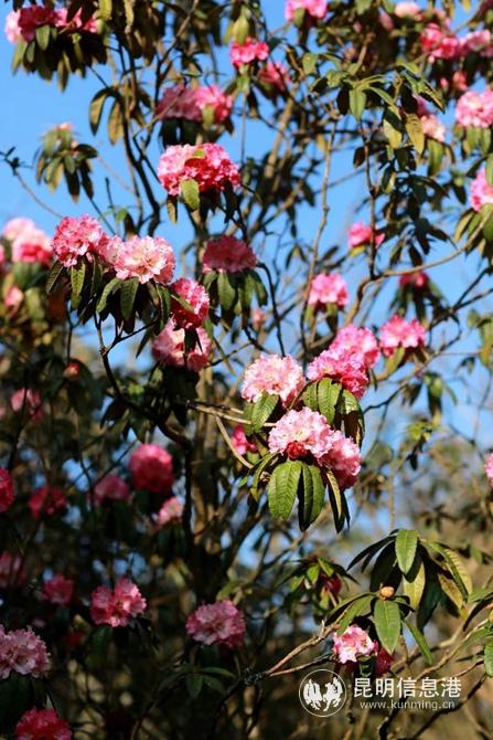 mmexport1582901251284