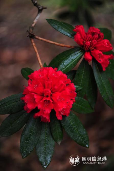 mmexport1582885602766