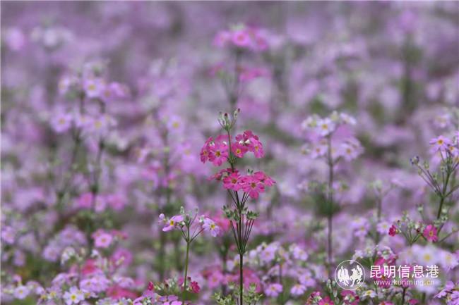 mmexport1582989182275 mmexport1582989182275