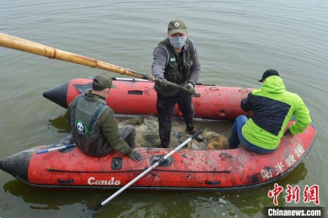 志愿者在候鳥棲息地清理地籠網(wǎng)，保障為以魚為生的潛鴨類候鳥覓食安全。　王海濱 攝