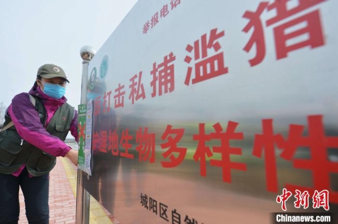 志愿者張貼“禁食野味”的海報(bào)?！⊥鹾I 攝