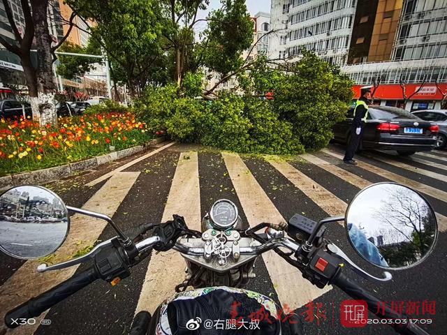 剛剛，昆明環(huán)城西路大樹被狂風(fēng)吹斷！云南發(fā)布黃色預(yù)警，這些地方…