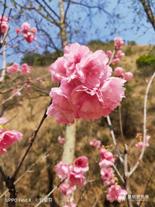 長箐櫻花（劉翠芬攝）