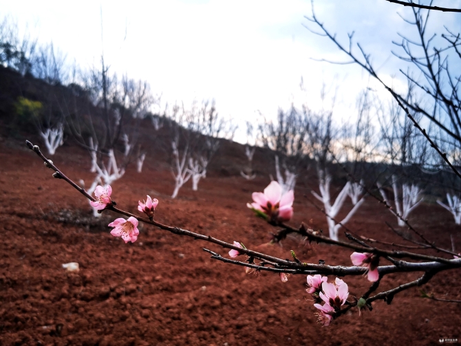 高粱地 桃花（禿鑫）