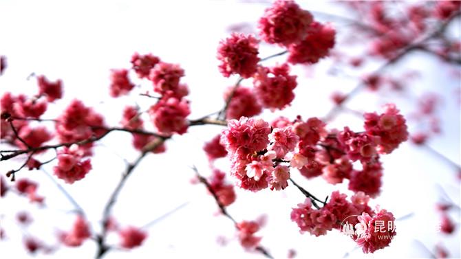 郊野公園櫻花初綻