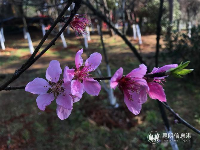 郊野公園桃花初綻