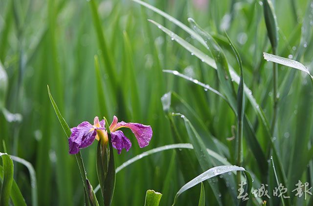 去昆明西華公園看鳶尾花海