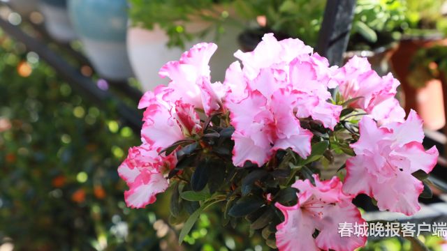 西華公園年宵花展