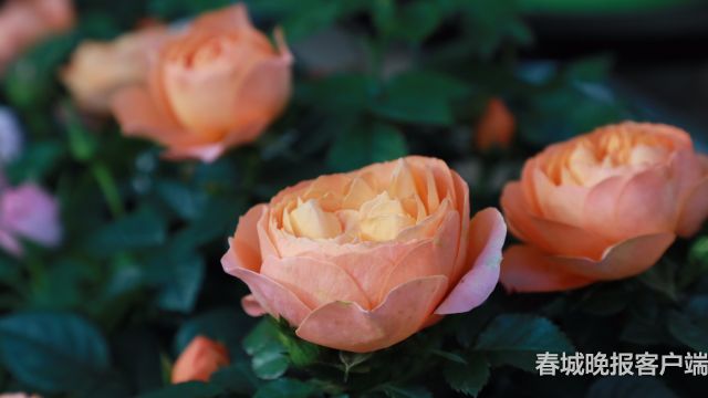 西華公園年宵花展