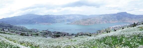 綏江縣新灘鎮(zhèn)石龍村天寶山李子花迎春綻放，漫山遍野。