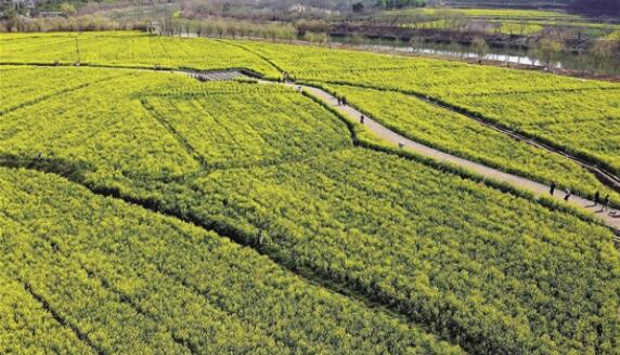 安寧螳螂川，金色的油菜花在陽光下靜靜綻放。