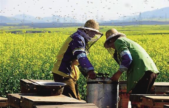 養(yǎng)蜂人在羅平連綿的花田間勞作