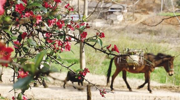 賓川的木瓜花一枝枝一樹樹盛開在山村