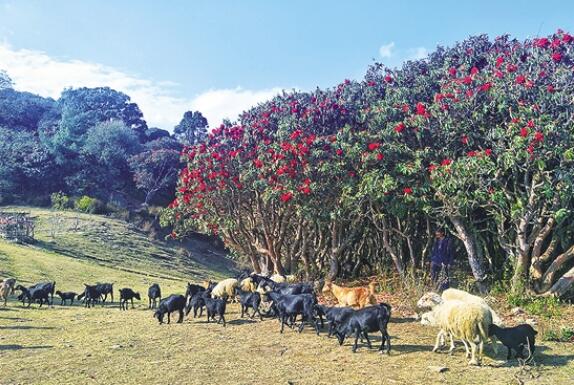 昌寧天堂山上開滿杜鵑花的密林