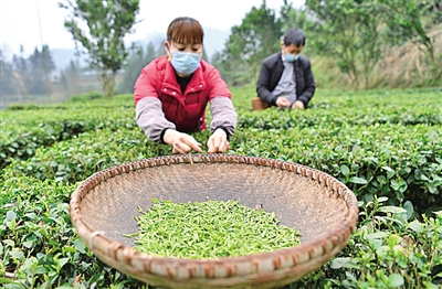 來自湖北田間地頭的報道——驚蟄荊楚聽春聲