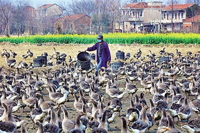來自湖北田間地頭的報道——驚蟄荊楚聽春聲