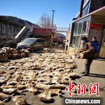 柳林縣公安局森林派出所在柳林縣穆村鎮(zhèn)堡一所民房改建冷庫內(nèi)查獲大量野兔、雉雞、動物皮毛等。山西省森林公安局供圖