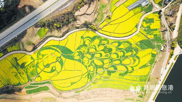 安寧油菜花-(5) 安寧油菜花-(5)