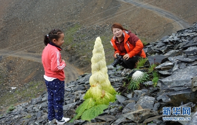 來云南迪慶看“神奇植物”(組圖)