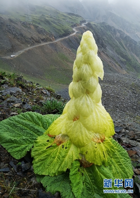 來云南迪慶看“神奇植物”(組圖)