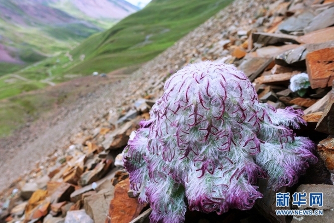 來云南迪慶看“神奇植物”(組圖)