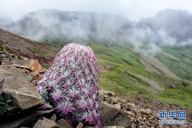 來云南迪慶看“神奇植物”(組圖)