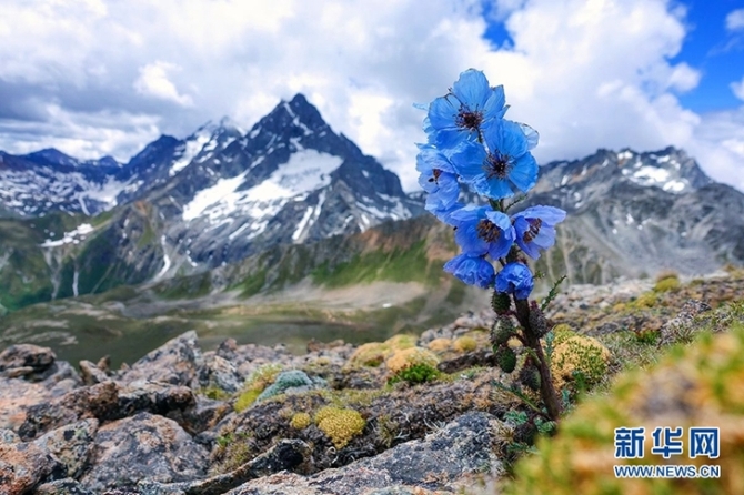 來云南迪慶看“神奇植物”(組圖)