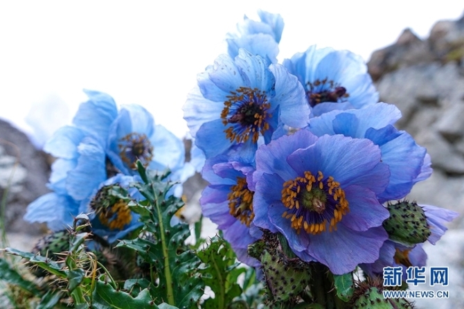 來云南迪慶看“神奇植物”(組圖)