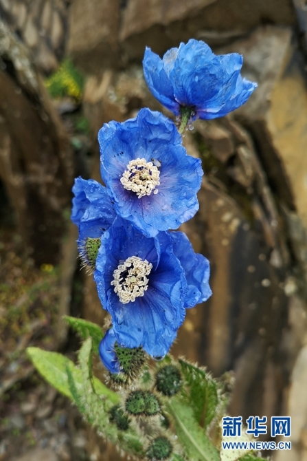 來云南迪慶看“神奇植物”(組圖)